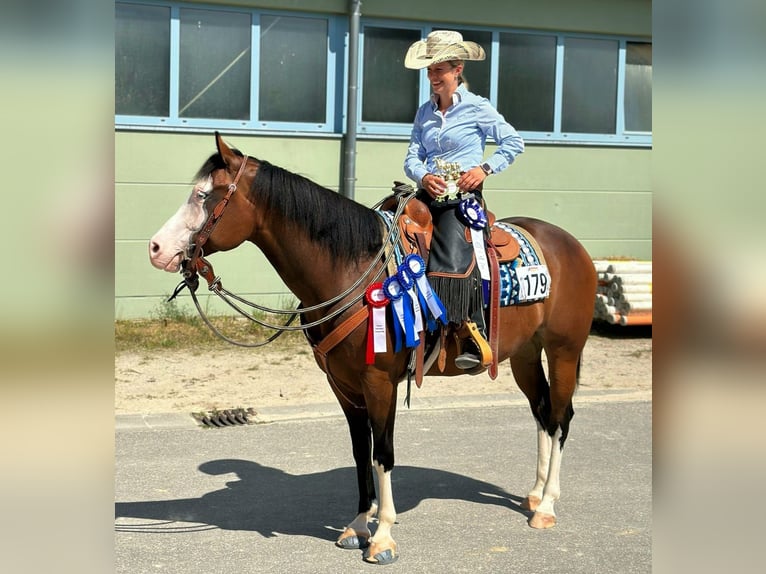 American Quarter Horse Giumenta 6 Anni 152 cm Baio in Schlammersdorf