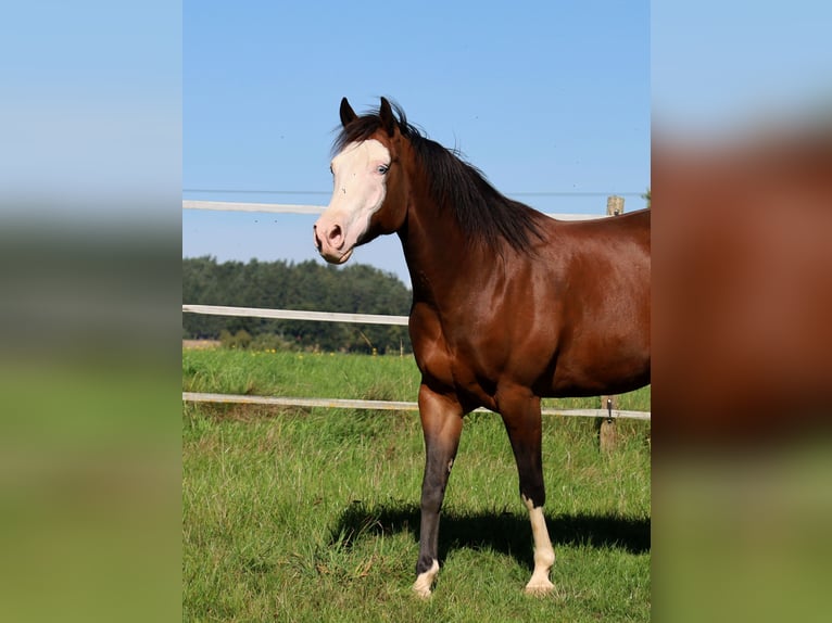 American Quarter Horse Giumenta 6 Anni 152 cm Baio in Schlammersdorf