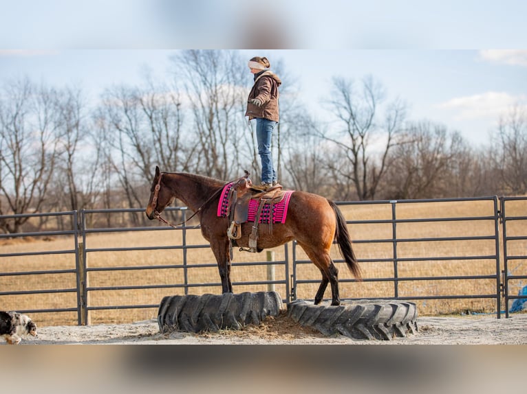 American Quarter Horse Giumenta 6 Anni 152 cm Baio roano in Fredericksburg, OH