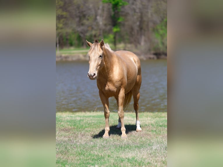 American Quarter Horse Giumenta 6 Anni 152 cm Champagne in Forney