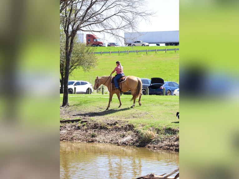 American Quarter Horse Giumenta 6 Anni 152 cm Champagne in Forney