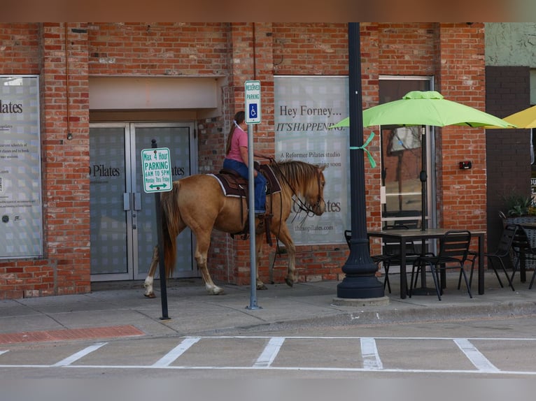 American Quarter Horse Giumenta 6 Anni 152 cm Champagne in Forney