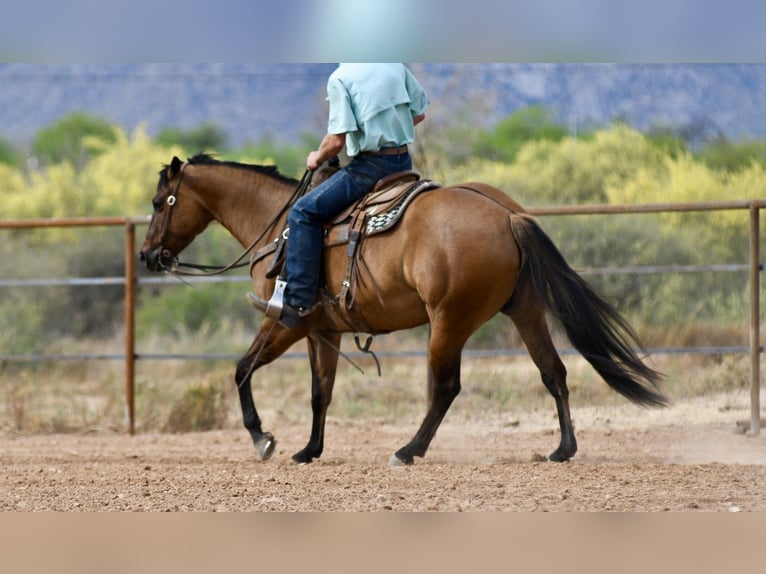 American Quarter Horse Giumenta 6 Anni 152 cm Falbo in Rio Verde