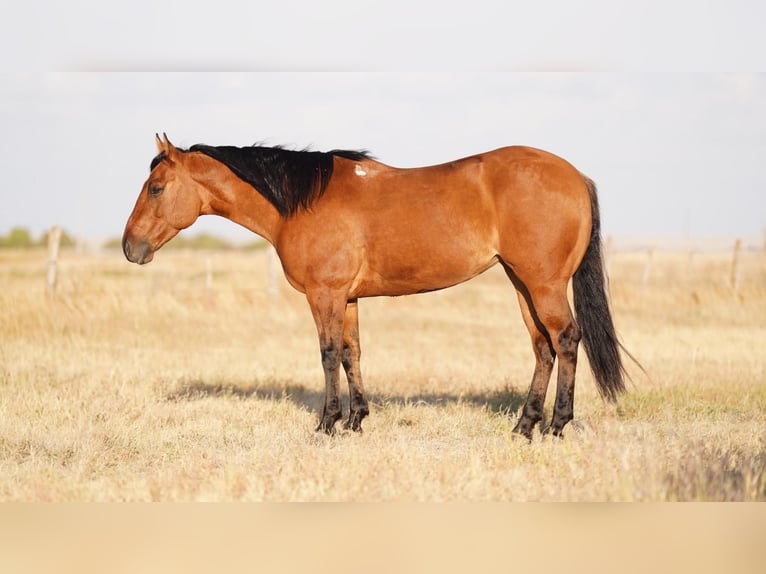 American Quarter Horse Giumenta 6 Anni 152 cm Falbo in Waco, TX