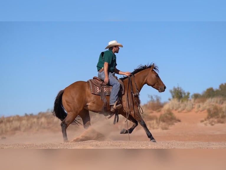 American Quarter Horse Giumenta 6 Anni 152 cm Falbo in Waco, TX