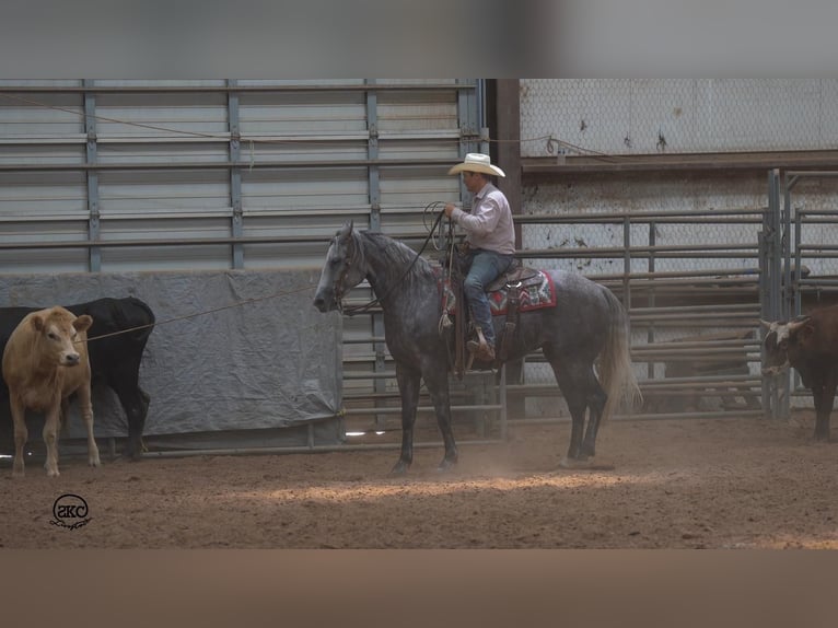 American Quarter Horse Giumenta 6 Anni 152 cm Grigio in Canyon, TX