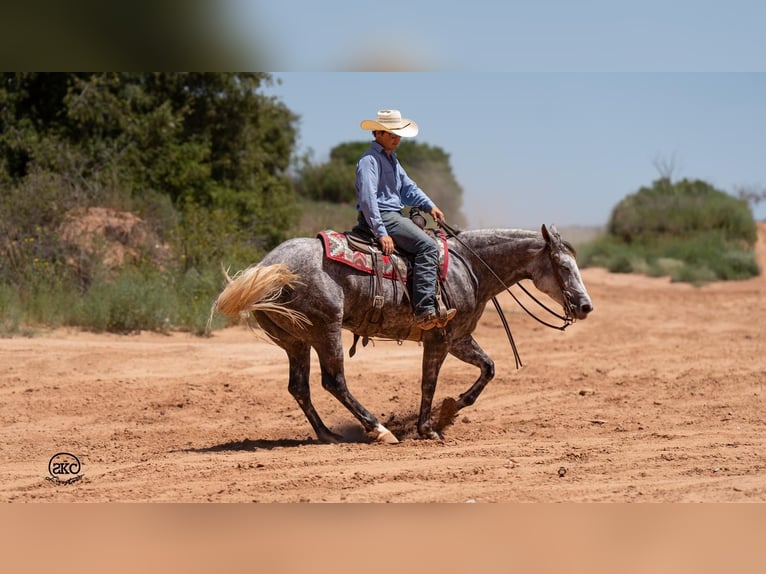 American Quarter Horse Giumenta 6 Anni 152 cm Grigio in Canyon, TX