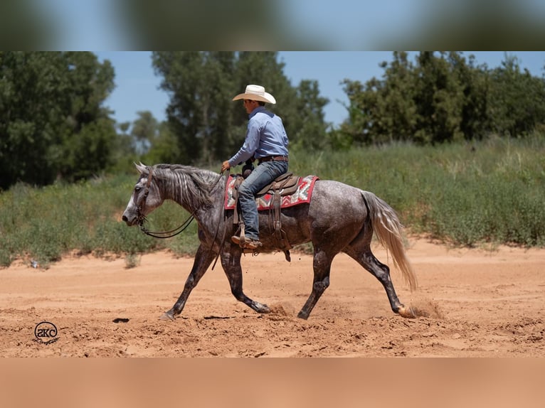 American Quarter Horse Giumenta 6 Anni 152 cm Grigio in Canyon, TX