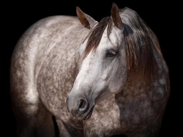 American Quarter Horse Giumenta 6 Anni 152 cm Grigio in Canyon, TX