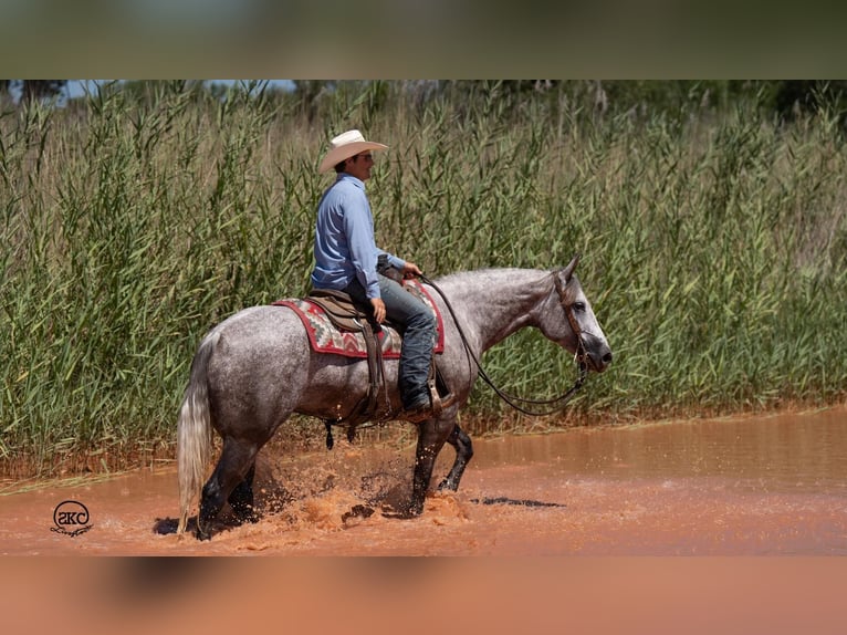 American Quarter Horse Giumenta 6 Anni 152 cm Grigio in Canyon, TX