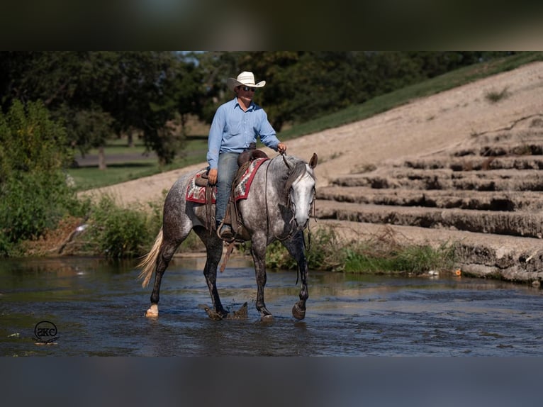 American Quarter Horse Giumenta 6 Anni 152 cm Grigio in Canyon, TX