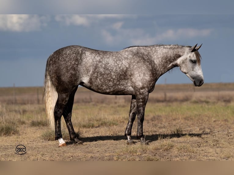 American Quarter Horse Giumenta 6 Anni 152 cm Grigio in Canyon, TX