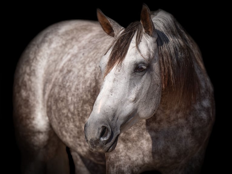 American Quarter Horse Giumenta 6 Anni 152 cm Grigio in Canyon