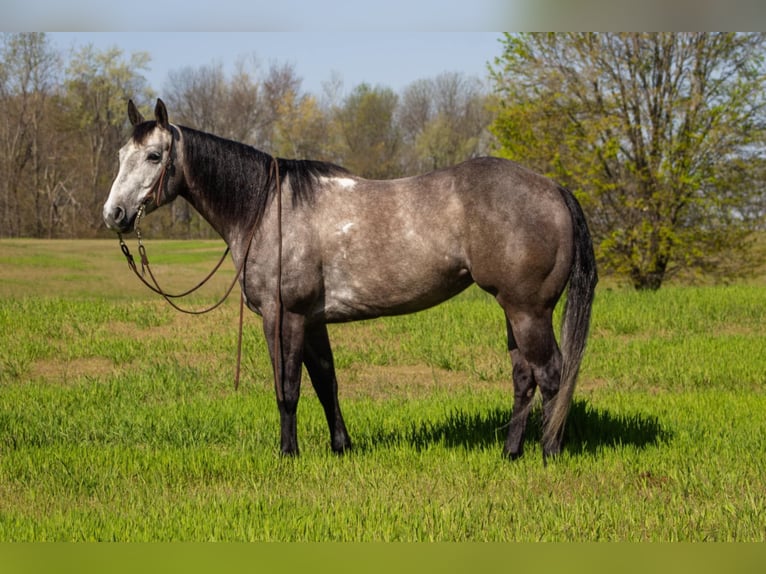 American Quarter Horse Giumenta 6 Anni 152 cm Grigio in Henderson, KY