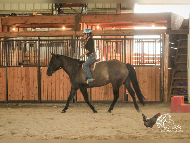 American Quarter Horse Giumenta 6 Anni 152 cm Grullo in Cody