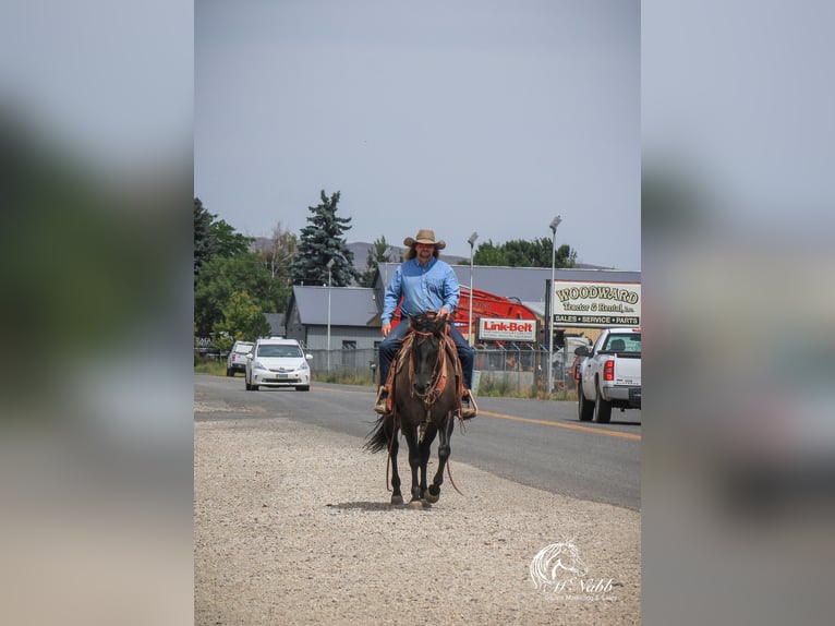 American Quarter Horse Giumenta 6 Anni 152 cm Grullo in Cody