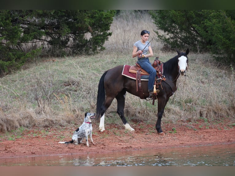 American Quarter Horse Giumenta 6 Anni 152 cm Morello in Ripley