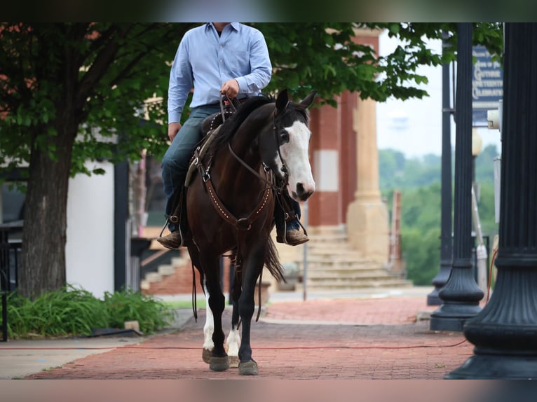 American Quarter Horse Giumenta 6 Anni 152 cm Morello in Ripley