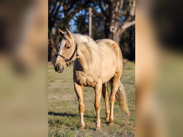 American Quarter Horse Giumenta 6 Anni 152 cm Palomino in Grand Bay