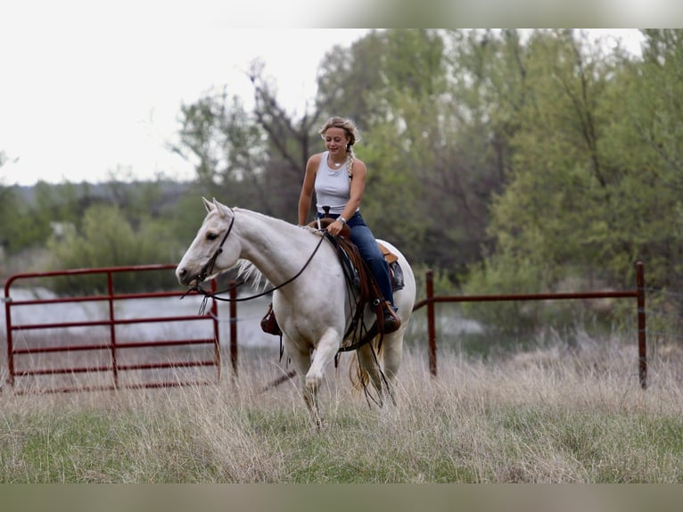 American Quarter Horse Giumenta 6 Anni 152 cm Palomino in Mineral Wells
