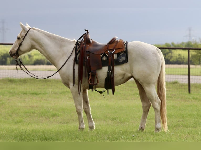 American Quarter Horse Giumenta 6 Anni 152 cm Palomino in Mineral Wells