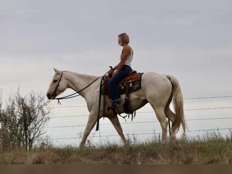 American Quarter Horse Giumenta 6 Anni 152 cm Palomino in Mineral Wells