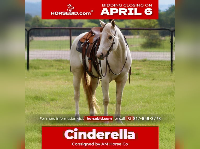 American Quarter Horse Giumenta 6 Anni 152 cm Palomino in Mineral Wells