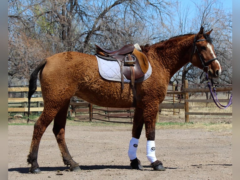 American Quarter Horse Giumenta 6 Anni 152 cm in Fort Collins CO