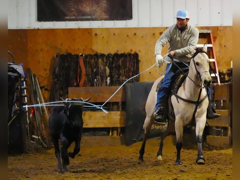 American Quarter Horse Giumenta 6 Anni 152 cm Pelle di daino in Cannon Falls