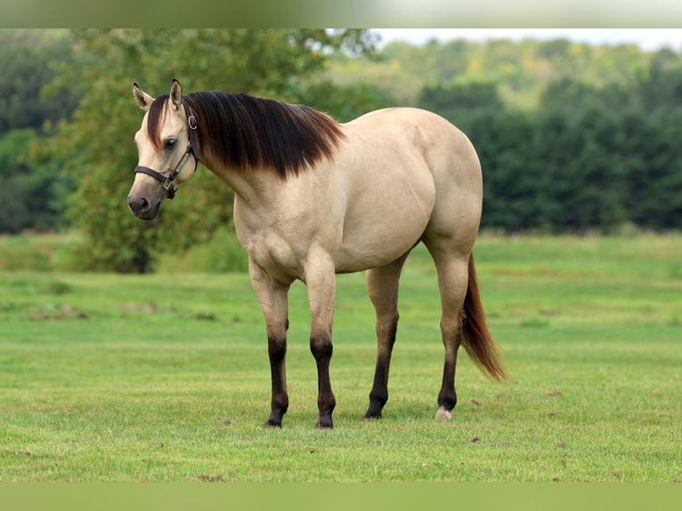 American Quarter Horse Giumenta 6 Anni 152 cm Pelle di daino in Cannon Falls