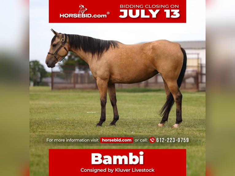 American Quarter Horse Giumenta 6 Anni 152 cm Pelle di daino in Ripley