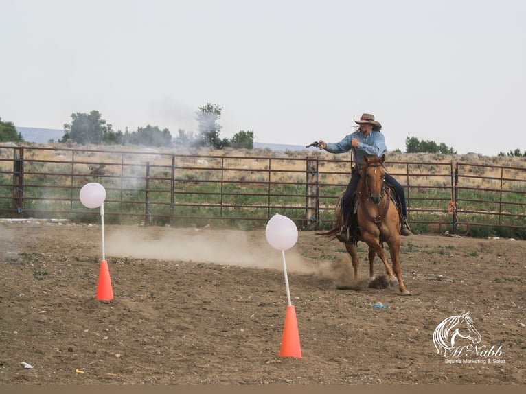 American Quarter Horse Giumenta 6 Anni 152 cm Red dun in Cody