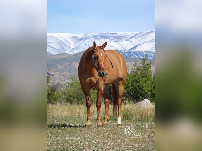 American Quarter Horse Giumenta 6 Anni 152 cm Red dun in Cody