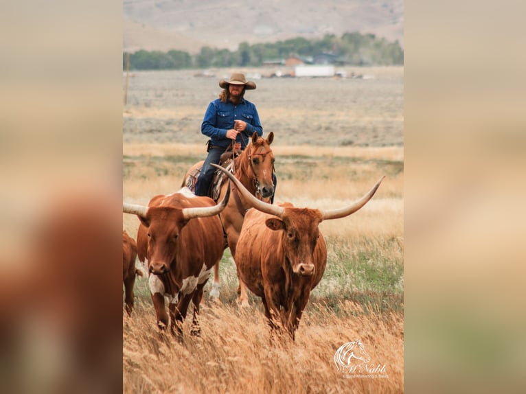 American Quarter Horse Giumenta 6 Anni 152 cm Red dun in Cody