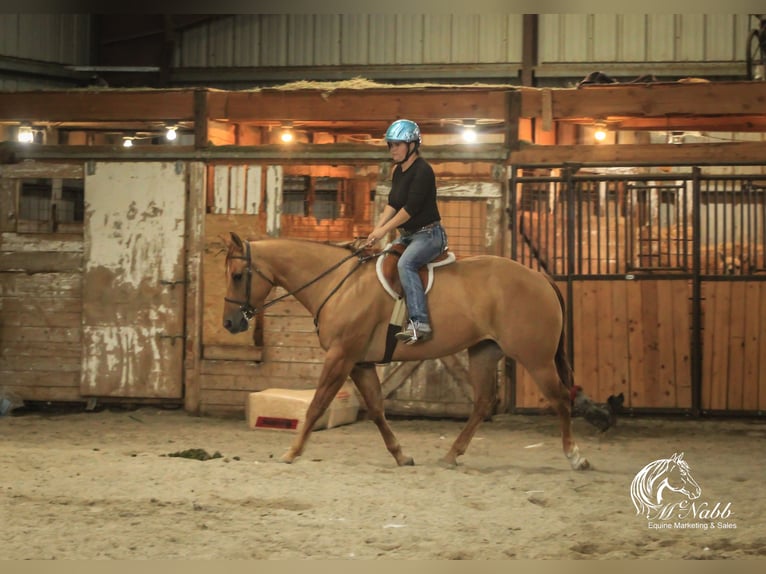 American Quarter Horse Giumenta 6 Anni 152 cm Red dun in Cody