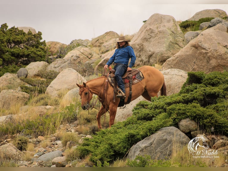 American Quarter Horse Giumenta 6 Anni 152 cm Red dun in Cody