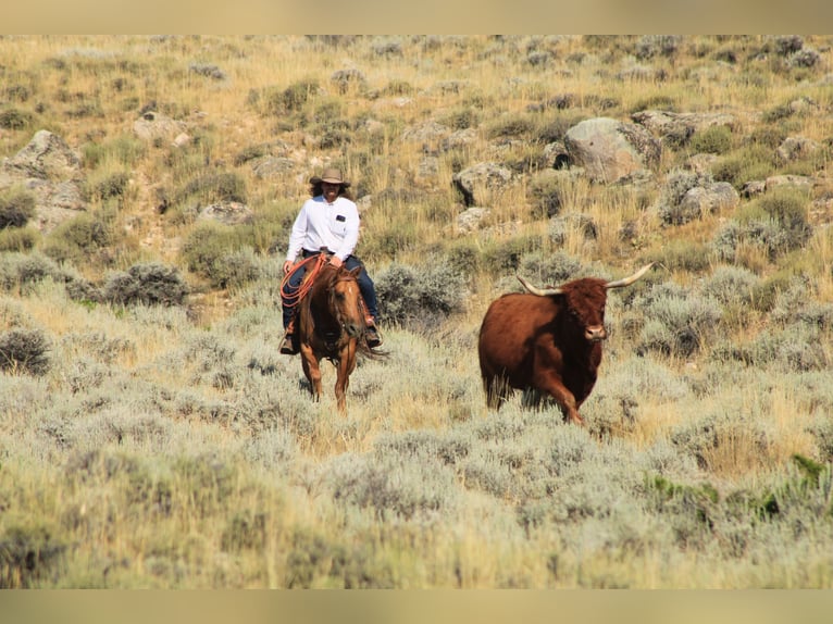 American Quarter Horse Giumenta 6 Anni 152 cm Red dun in Cody