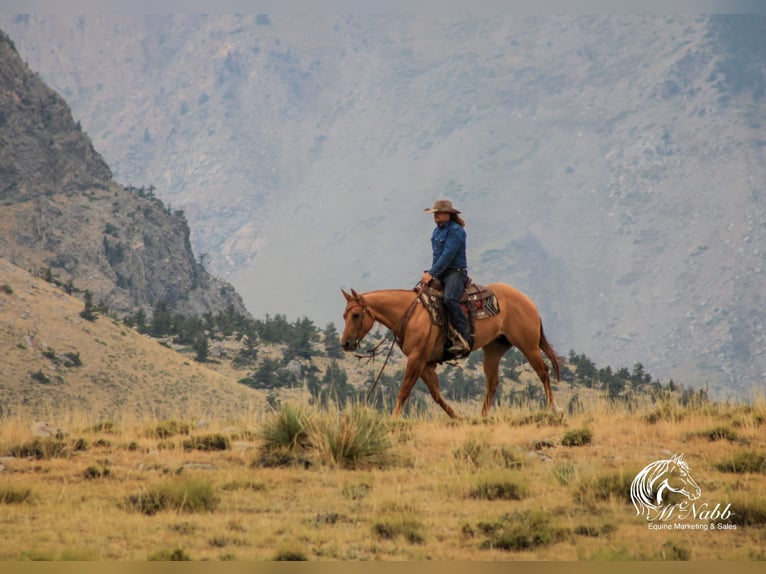 American Quarter Horse Giumenta 6 Anni 152 cm Red dun in Cody