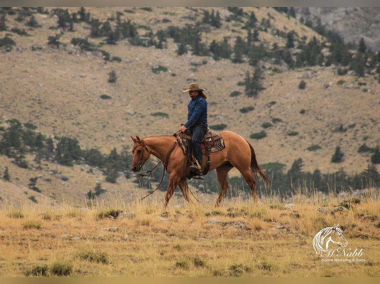 American Quarter Horse Giumenta 6 Anni 152 cm Red dun in Cody