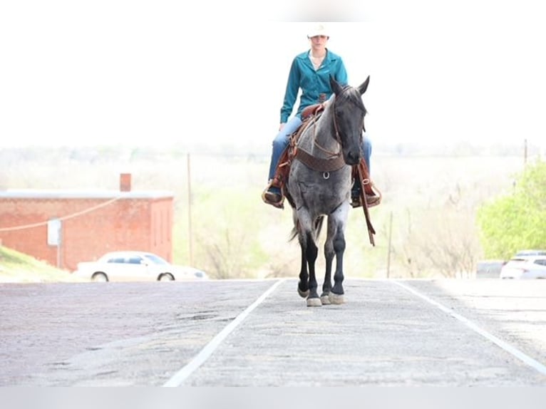 American Quarter Horse Giumenta 6 Anni 152 cm Roano blu in Ripley