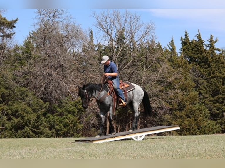 American Quarter Horse Giumenta 6 Anni 152 cm Roano blu in Ripley
