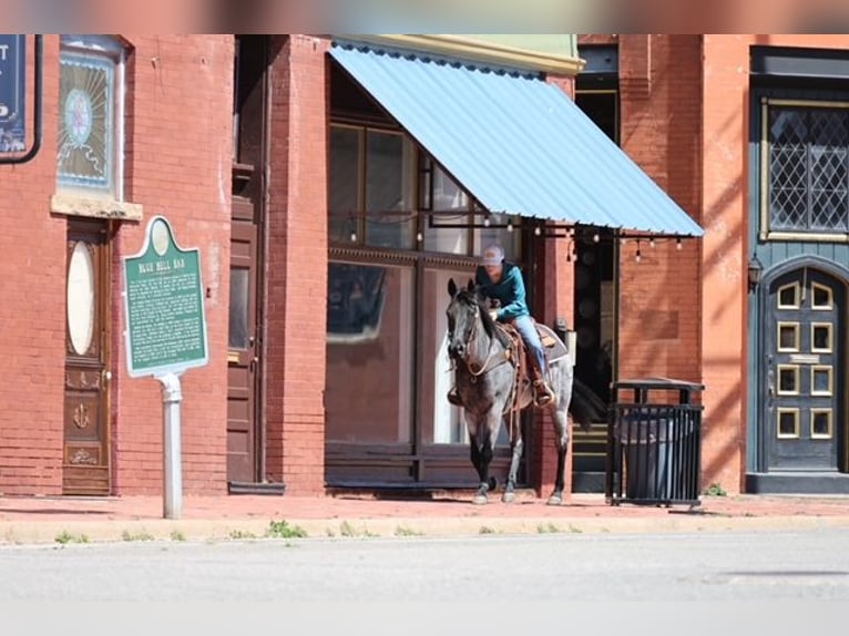 American Quarter Horse Giumenta 6 Anni 152 cm Roano blu in Ripley