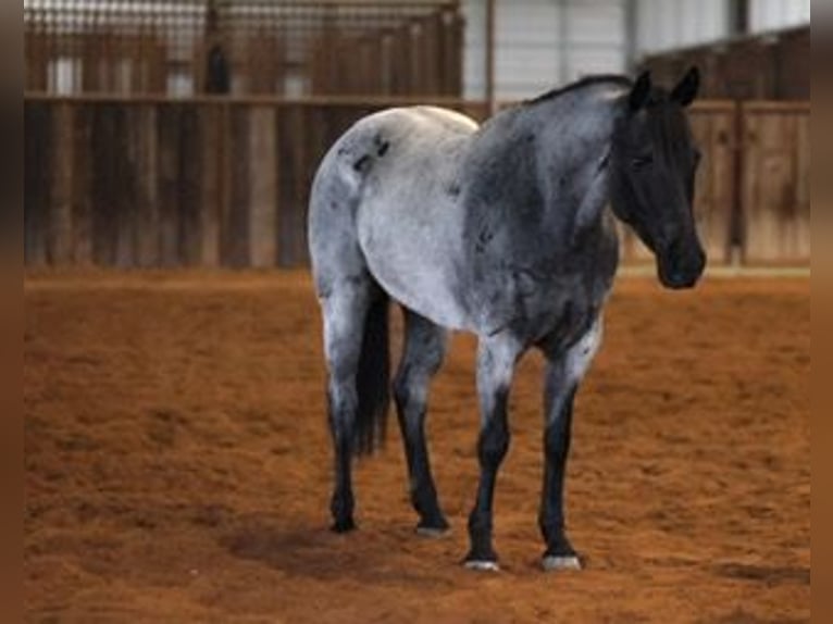 American Quarter Horse Giumenta 6 Anni 152 cm Roano blu in Ripley