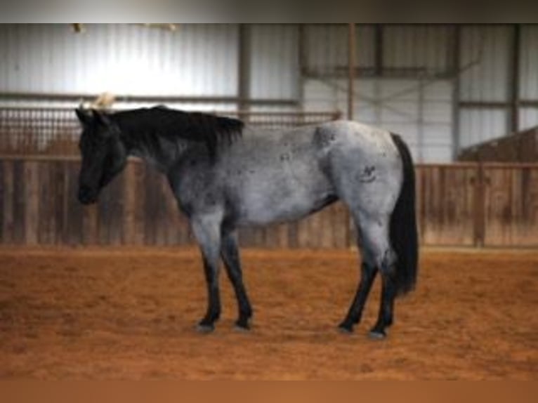 American Quarter Horse Giumenta 6 Anni 152 cm Roano blu in Ripley