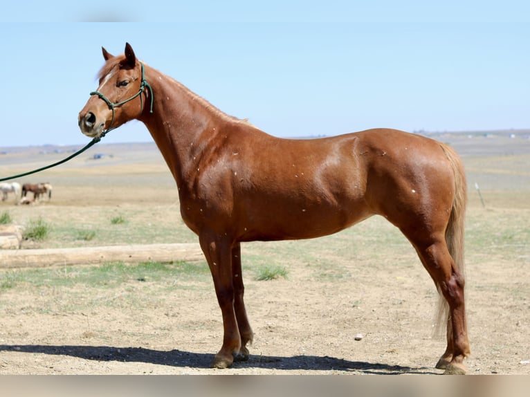 American Quarter Horse Giumenta 6 Anni 152 cm Sauro ciliegia in Fort Collins, CO