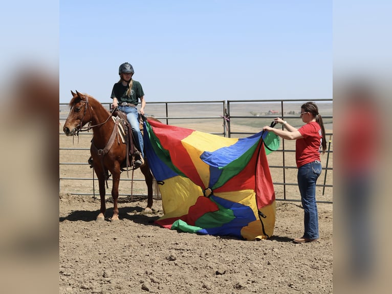 American Quarter Horse Giumenta 6 Anni 152 cm Sauro ciliegia in Fort Collins, CO
