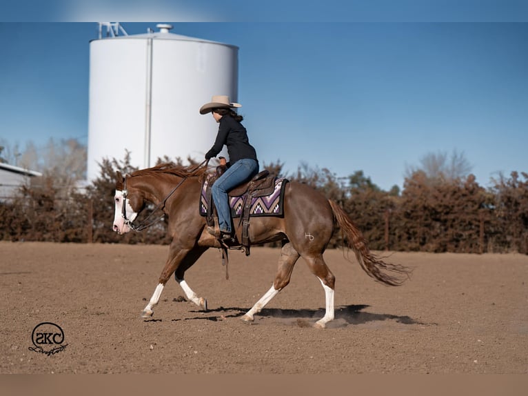 American Quarter Horse Giumenta 6 Anni 152 cm Sauro ciliegia in Canyon