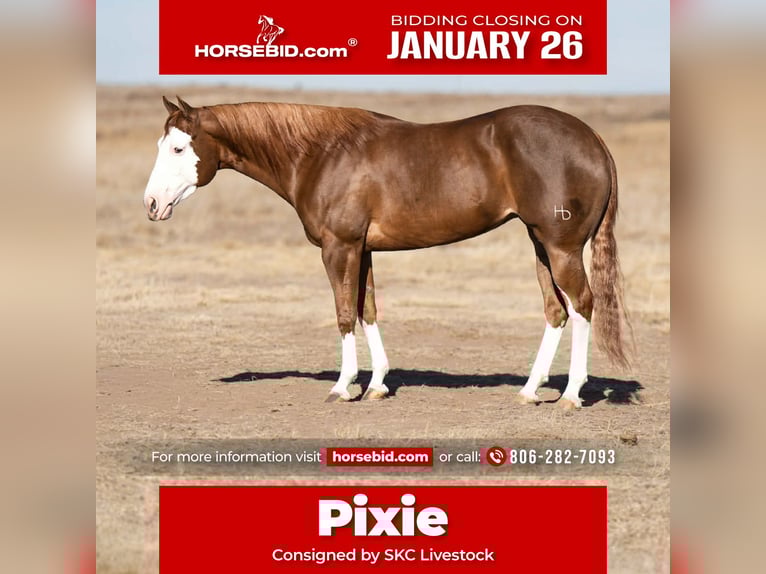 American Quarter Horse Giumenta 6 Anni 152 cm Sauro ciliegia in Canyon