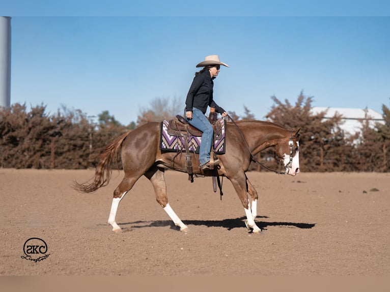 American Quarter Horse Giumenta 6 Anni 152 cm Sauro ciliegia in Canyon