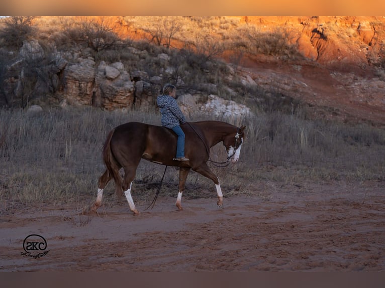 American Quarter Horse Giumenta 6 Anni 152 cm Sauro ciliegia in Canyon